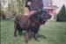 Neron